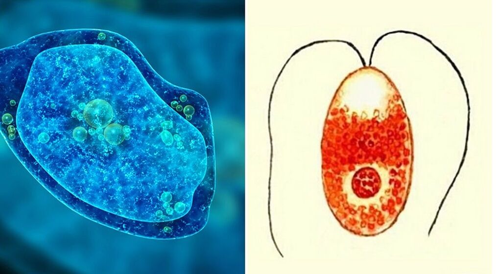 paraziți protozoare amiba dizenterică și plasmodul malaric