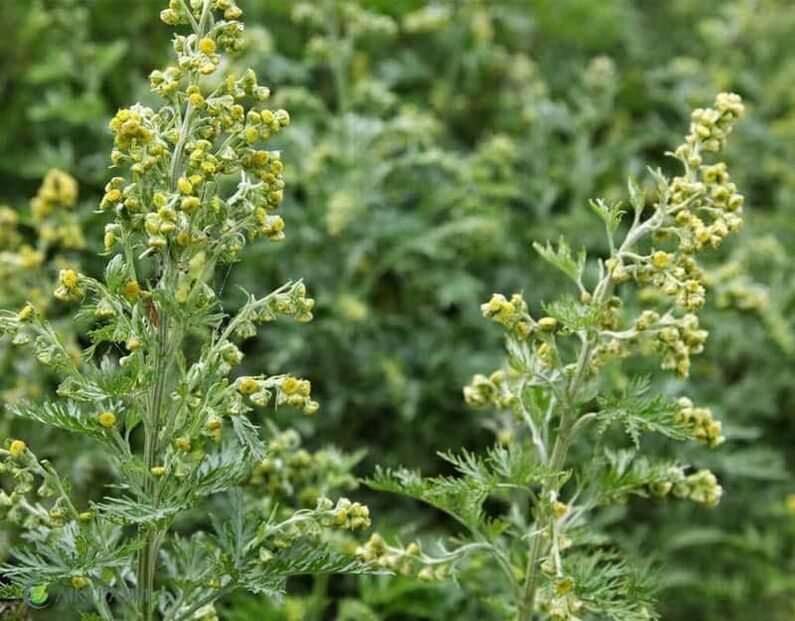Wormwood amar din paraziți
