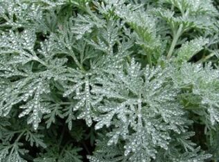 Wormwood împotriva viermilor